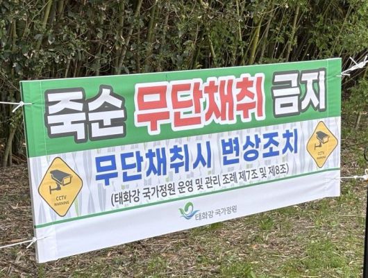 울산 태화강 국가정원에 내걸린 죽순 무단채취 금지 현수막. 울산시가 죽순 절도를 차단하기 위해 해마다 5월이 시작되면 국가정원 곳곳에 현수막을 부착하고 민간인 죽순 보호 순찰대까지 운영하고 있지만 죽순 절도는 끊이지 않고 있다. 사진=최수상 기자