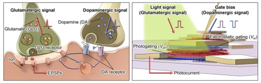 센서를 이루는 소자인 광트랜지스터의 구조. UNIST 제공