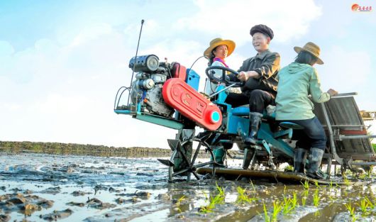 북한 노동당 기관지 노동신문은 지난달 30일 "증산군 풍정농장에서 모내기 일정 계획을 1.3배 이상으로 수행해 기본면적의 모내기 마감단계로 진입하고 있다"는 선전선동의 내용을 담아 보도했다. 노동신문 캡처