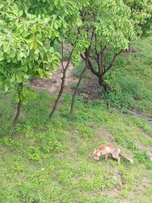 소백산 여우생태관찰원에서 보호 중인 토종 여우