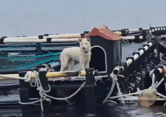 /사진=행복이네 SNS 갈무리                                    /사진=행복이네 SNS 갈무리