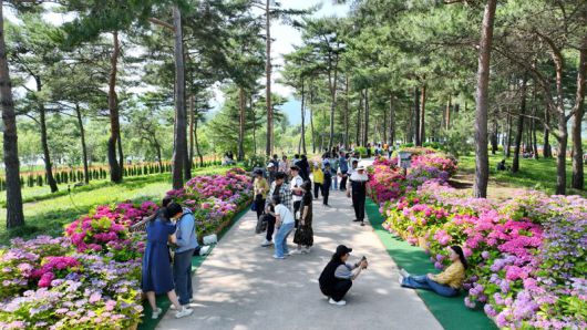 가평군 자라섬 일원에서 진행 중인 ‘2025 자라섬 꽃 페스타’. 가평군 제공