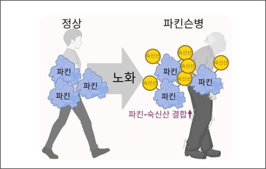 정종경 사장이 파킨슨병 발병 물질 관련 몰레큘라셀(Molecular Cell)에 발표한 논문 요약 이미지. 앱트뉴로사이언스 제공.