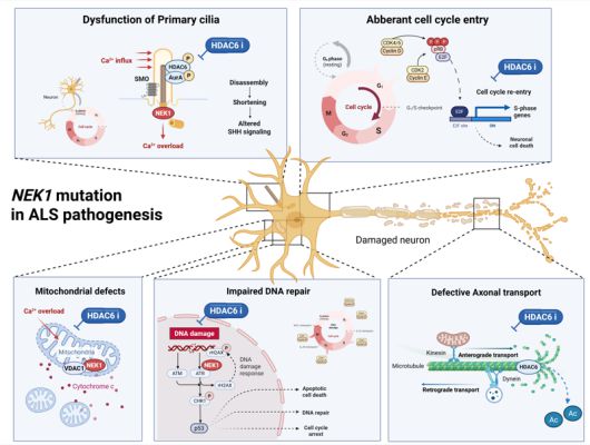 근위축성 측삭경화증의 발병 기전에서 NEK1 돌연변이가 미치는 영향. 한국연구재단 제공