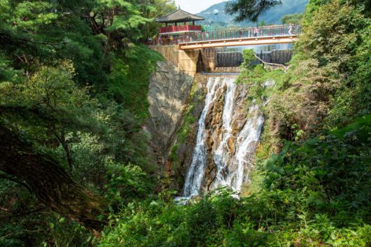 제천 의림지 용추폭포                                    의림지 소나무숲