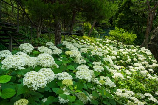 화담숲 '여름수국축제'는 여유롭고 안전한 관람을 위해 100% 사전 예약제로 운영된다. 곤지암리조트 제공