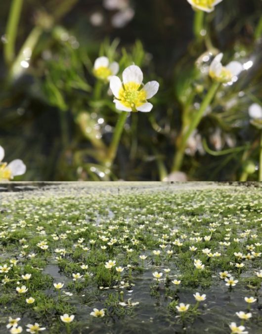 멸종위기 야생생물 Ⅱ급인 매화마름 모습.(사진=금강유역환경청 제공) /사진=뉴시스