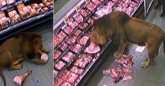 사자가 마트에 진열된 고기를 뒤적거리다가 맛보는 AI 영상. 출처=X 갈무리