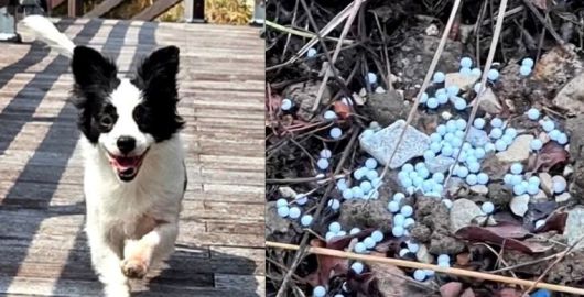 경남 거제에서 현역 군인 등 20대 남성 3명이 쏜 비비탄에 개가 맞아 숨지는 사건이 발생했다. 왼쪽은 비비탄 총에 맞고 숨진 개 솜솜이. /사진=파이낸셜뉴스 사진DB