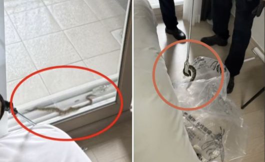 강원 양양 소재의 한 호텔 객실에서 비단뱀이 발견돼 소방당국이 포획에 나섰다. /사진=KBS뉴스 캡처