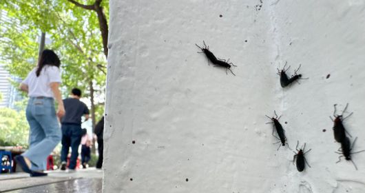 일명 '러브버그'로 알려진 붉은등우단털파리가 수도권 도심 곳곳에서 기승을 부리고 있다. 사진은 지난해 6월20일 서울 도심에 출몰한 러브버그의 모습. 2024.6.20/뉴스1 ⓒ News1 이재명 기자 /사진=뉴스1
