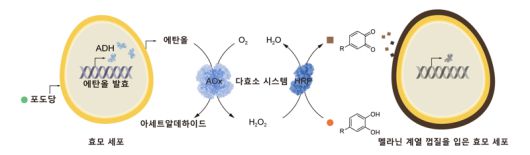 세포대사 연계형 자율적 SCNE 방법론을 보여주는 모식도. KAIST 제공