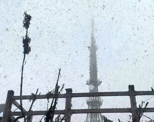 29일 오전 인천시 계양구 계양산 정상에서 '러브버그'로 알려진 붉은등우단털파리가 날아다니고 있다. 2025.6.29 [독자 원효준씨 제공. 재판매 및 DB 금지] /사진=연합뉴스