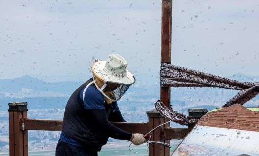 지난 6월 30일 인천 계양구 계양산 정상에 러브버그 무리가 대량 출몰한 가운데 계양구청 공원녹지과 산림보호팀 관계자들이 방역 및 날벌레 트랩을 설치하고 있다. /사진=뉴스1