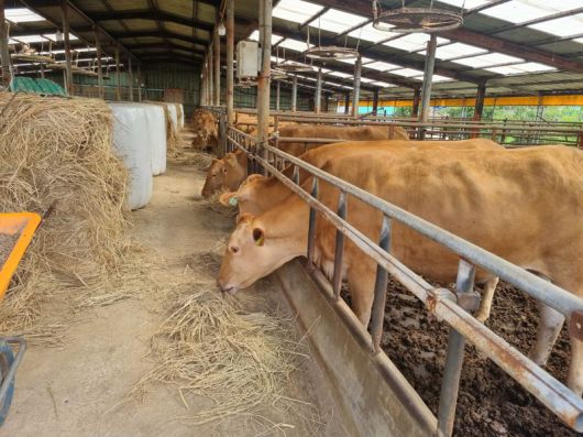 전남도가 생산비 증가와 소비 위축 등으로 어려운 축산농가의 경영 안정을 위해 올해 사료구매 융자금으로 총 1752억원을 지원한다. 전남도 제공