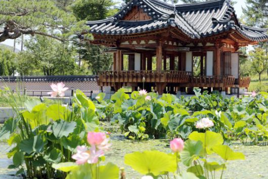 국립세종수목원 한국전통정원의 청류지원에 활짝 핀 연꽃.