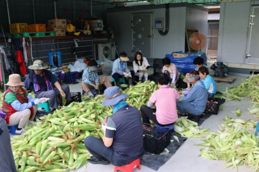 웅촌농협 부녀회 회원들이 8일 울주군 웅촌면 고연리 옥수수 재배 농가에서 일손을 돕고 있다. 웅촌농협 제공