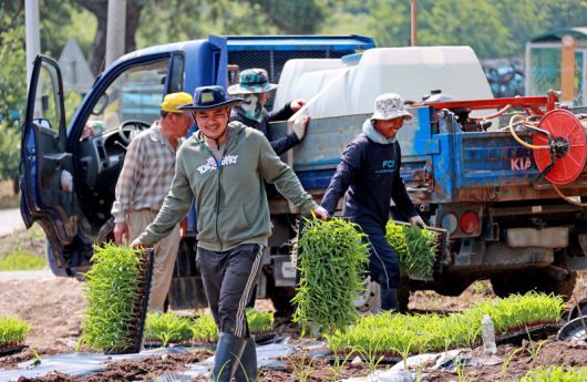 지난 6월 24일 캄보디아 출신 계절근로자들이 충북 괴산군 연풍면의 한 농가에서 옥수수 파종과 순 제거 작업에 구슬땀을 흘리고 있다. 해당 기사와 관련 없음. 뉴시스
