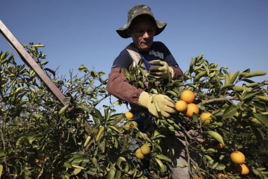 브라질 상파울루주 리메이라의 농장에서 한 농민이 오렌지를 수확하고 있다. AP 뉴시스