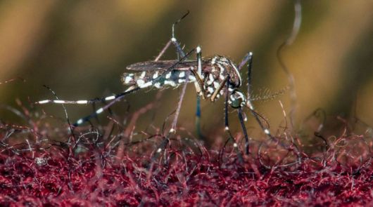 [서울=뉴시스]미 식품의약국(FDA)이 세계 최초로 치쿤구니야 열병에 대한 백신을 승인했다고 BBC가 10일 보도했다. 치쿤구니야 열병은 "세계적인 건강 위협"으로 간주되고 있다. 치쿤구니야 열병은 모기를 매개로 감염된다. <사진 출처 : CNN> 2023.11.10. /사진=뉴시스