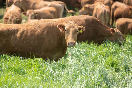 지난 5월 29일 강원도 평창군에 위치한 국립축산과학원 한우연구센터의 한우가 초지에서 풀을 뜯고 있다. 농촌진흥청 제공