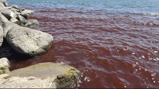 [뉴시스] 성경에 등장하는 호수 '갈릴리해'가 붉게 물들어 현지에서 불안감이 커지고 있다. (사진=예루살렘포스트 갈무리) 2025.08.12 *재판매 및 DB 금지 /사진=뉴시스