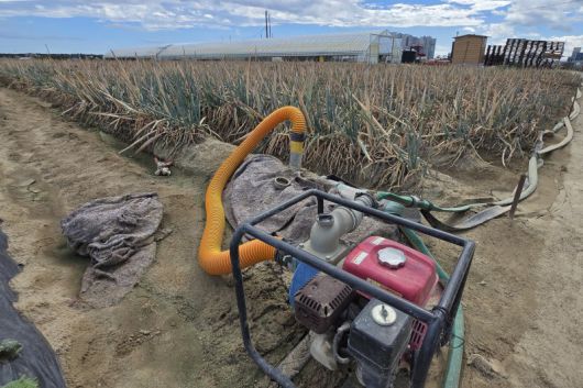농업용수 중단최악 가뭄에 농업용수 공급이 중단된 가운데 1일 강원 강릉시 한 대파밭에 심어진 파가 말라가고 있다. 연합뉴스                                      1일 강릉시청 재난상황실에서 김홍규 강릉시장이 가뭄 대응 대책을 발표하고 있다. 강릉시 제공