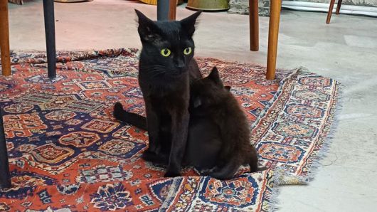 조지아 곳곳에서 자주 마주치는 고양이.