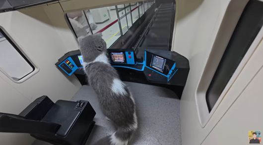 중국의 인플루언서 싱즈레이가 자신의 유튜브 채널에 '고양이들을 위해 서브웨이를 만들었다'는 제목으로 올린 영상. 기관사의 자리에 사람 대신 고양이가 있다. /사진=유튜브 'Xing's world' 캡처