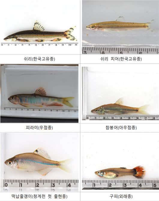청계천 학술조사에서 확인된 주요 어종. 과학기술정보통신부 제공