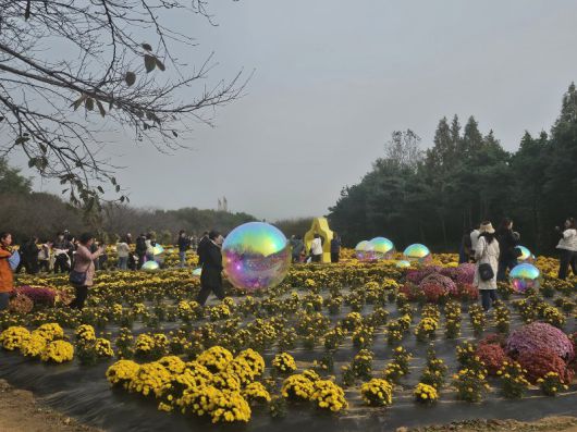 지난달 30일 시민들이 인천광역시 서구 '수도권매립지 드림파크 야생화단지'에서 국화꽃 축제를 즐기고 있다.