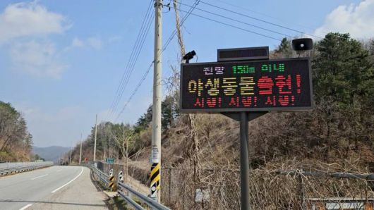 포스코DX가 경기 양평군 6번 국도변에 설치한 LED전광판을 통해 야생동물 감지 현황을 표시하고 있다.                                       포스코DX가 로드킬 예방을 위해 동물 찻길 사고 예방 및 모니터링 시스템을 통해 도로에 출현한 고라니들을 감지하고 있다. 포스코DX 제공