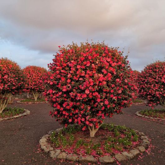 붉은 동백꽃을 볼 수 있는 성산읍 '삼달리 꽃밭에서'                                  애월읍에 있는 바리메오름