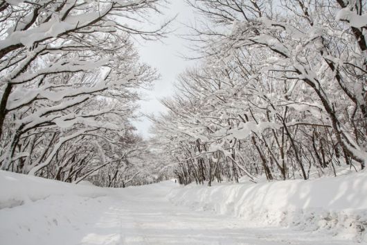 하얀 눈으로 뒤덮인 한라산 어리목 진입로