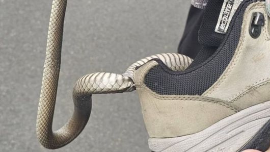 [Reptile Relocation Sydney 제공]