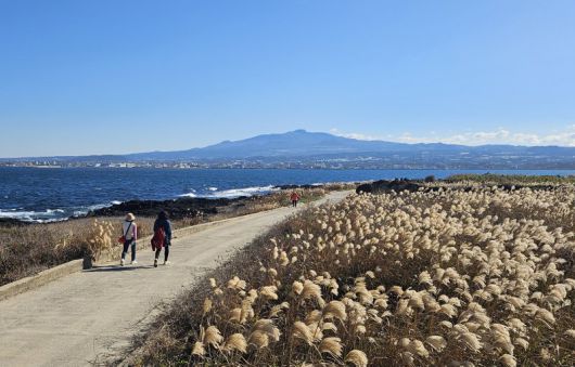비양도에서 본 한라산                                  하례점빵 귤청 만들기 체험