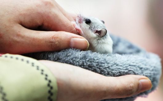 햄스터가 사람 손 위에 앉아 있다. (기사내용과는 관련 없음) 뉴스1