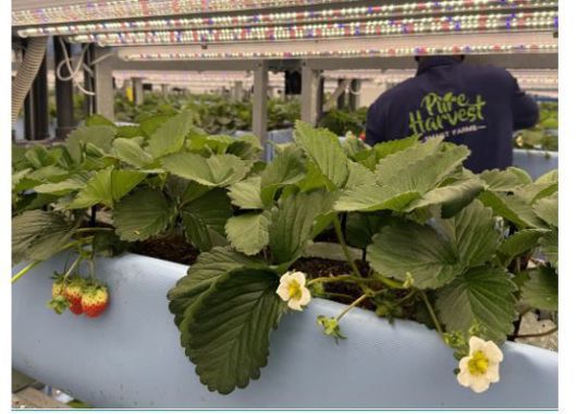 UAE 알아인 스마트팜 사진. 플랜티팜 제공.