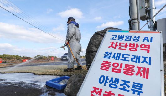 지난 12일 오전 제주시 구좌읍 하도리 철새도래지 인근 도로에서 고병원성 조류인플루엔자(AI) 차단 방역을 하고 있다. 뉴시스