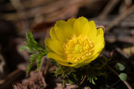 올해 처음으로 한라산 일대 해발 500m지점에서 개화한 세복수초.