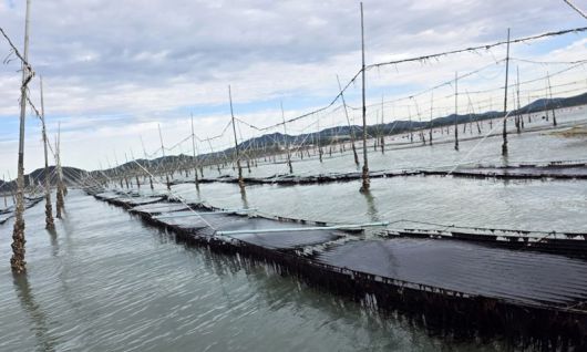 전남해양수산과학원은 지난 2021년부터 개발한 잇바디돌김(일명 곱창김) 계통 신품종 '햇바디2호' 개발을 완료하고, 올해 국립수산식물품종관리센터에 신품종 등록을 출원할 예정이라고 16일 밝혔다. 사진은 '햇바디2호' 시험 어장 모습. 전남해양수산과학원 제공