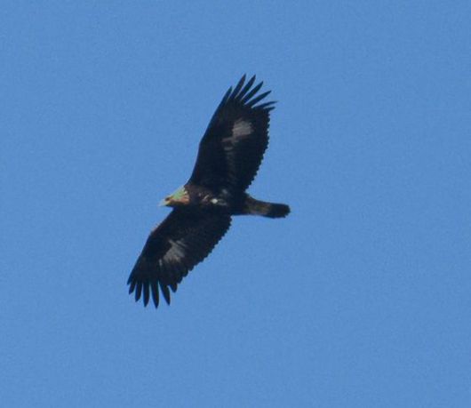 검독수리 유조. 지난해 11월 24일 짹짹휴게소 이재호 회원이 회야댐 상공을 비행하는 모습을 촬영했다. 천연기념물이자 멸종위기야생생물Ⅰ급인 ‘검독수리’를 울산지역에서 처음으로 기록했다. 울산시 제공