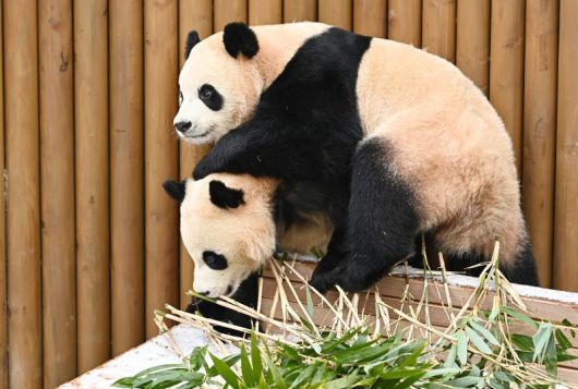 지난 15일 경기 용인시 에버랜드에서 쌍둥이 판다 루이바오와 후이바오가 먹이를 먹으며 겨울을 즐기고 있다. 뉴시스화상