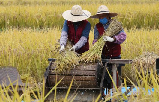 2020년 10월22일 오전 인천시 남동구 인천대공원 습지원 반디논에서 공원사업소 직원들이 탈곡을 하고 있는 모습. 뉴시스