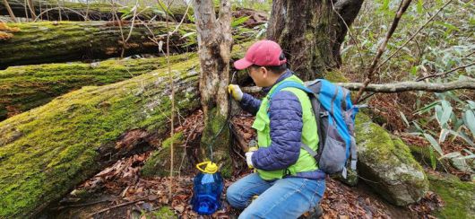 전남도는 광양 백운산, 구례 지리산 등을 중심으로 전남지역 9개 시·군 505임가에서 고로쇠 수액을 채취해 오는 3월까지 판매한다고 23일 밝혔다. 전남도 제공