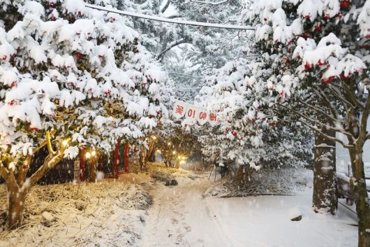 전남 신안군은 목포시와 상생 협력 강화를 위해 목포시민을 대상으로 1004섬 분재정원<사진> 관람료 50% 할인 혜택을 제공하고 있다고 23일 밝혔다. 신안군 제공