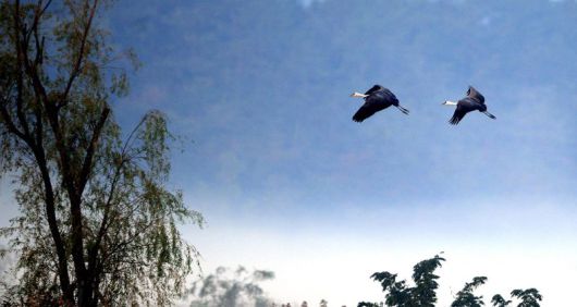 전남 순천시는 천연기념물 제228호인 흑두루미<사진>의 월동 범위가 순천만을 중심으로 보성·고흥·여수·광양·하동 등 남해안벨트로 확대되며, 광역 서식지 네트워크가 형성되고 있다고 23일 밝혔다. 순천시 제공