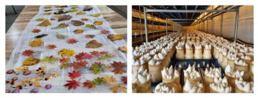 송알송알 산골이야기 염색 스카프 만들기 쳄험과 새송이버섯 수확 체험