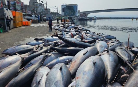 7월 8일 영덕군 강구면 앞바다에서 참다랑어 61.6t이 잡혔다. (사진 = 강구수협)