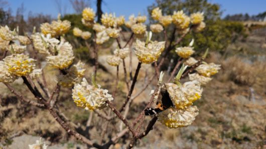 ◇산이정원의 봄은 3월 중순부터 꽃이 하나둘 피기 시작, 4월이면 다양한 꽃과 아름다운 봄 풍경을 즐길 수 있을 것으로 보인다. 사진=김세형